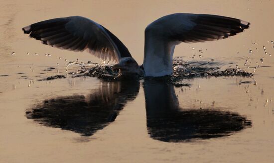 Endangered sea eagles, seagulls and seals in Zolotoy Rog Bay