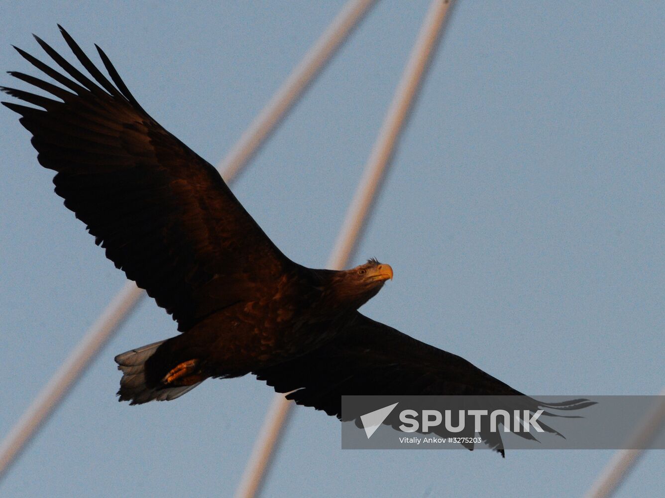 Endangered sea eagles, seagulls and seals in Zolotoy Rog Bay