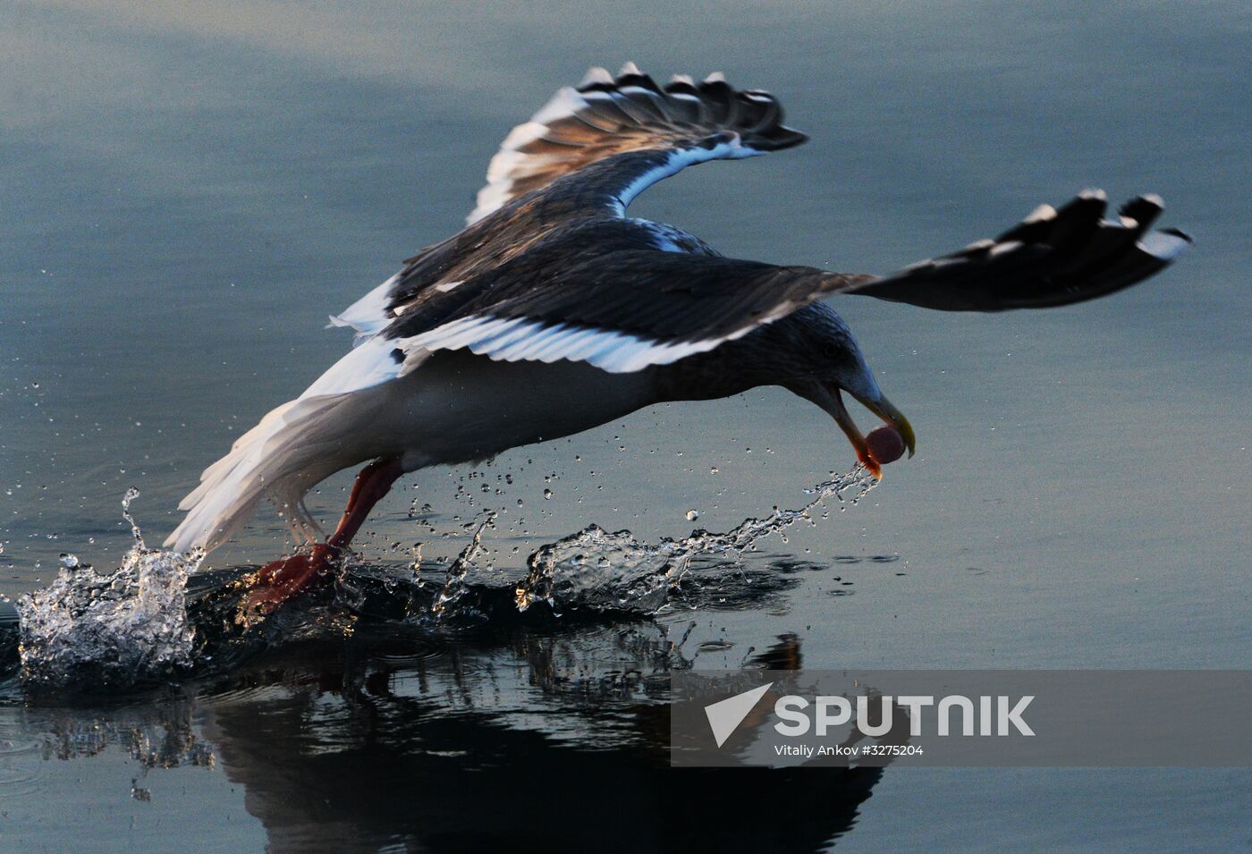 Endangered sea eagles, seagulls and seals in Zolotoy Rog Bay