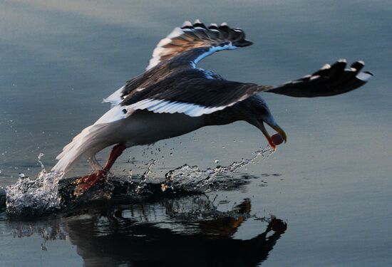 Endangered sea eagles, seagulls and seals in Zolotoy Rog Bay