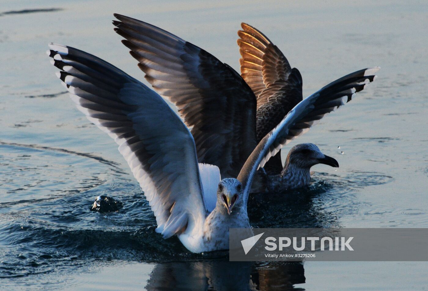 Endangered sea eagles, seagulls and seals in Zolotoy Rog Bay