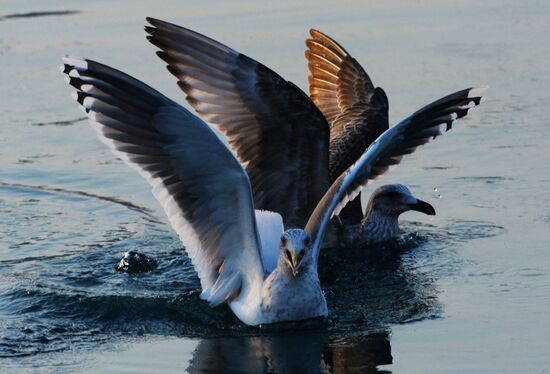 Endangered sea eagles, seagulls and seals in Zolotoy Rog Bay