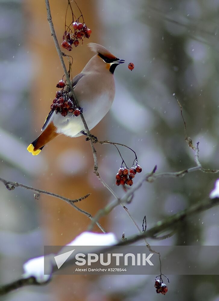 Birds in Sosnovka Park