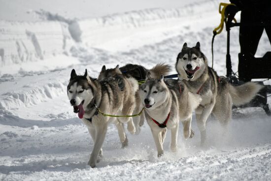 Lagonaki 2018 Alpine sled dog race in Krasnodar Territory