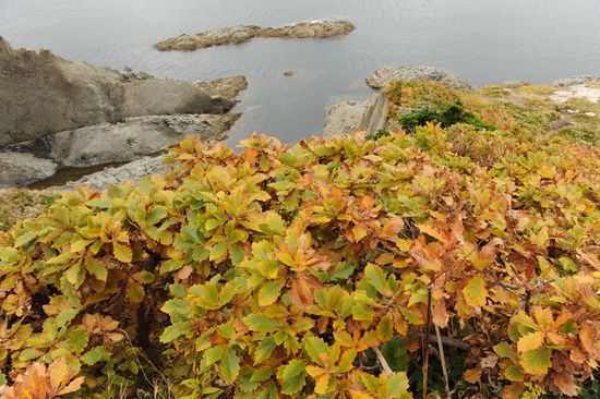 Island of Kunashir