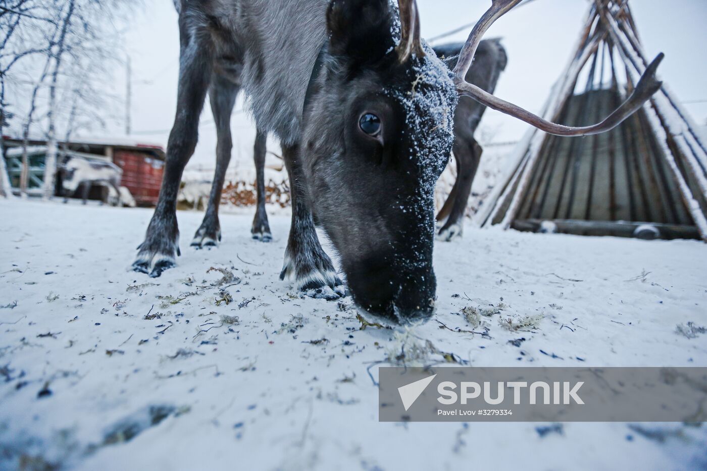 Chigar Saami community in Murmansk Region