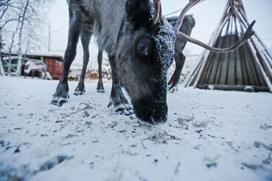 Chigar Saami community in Murmansk Region