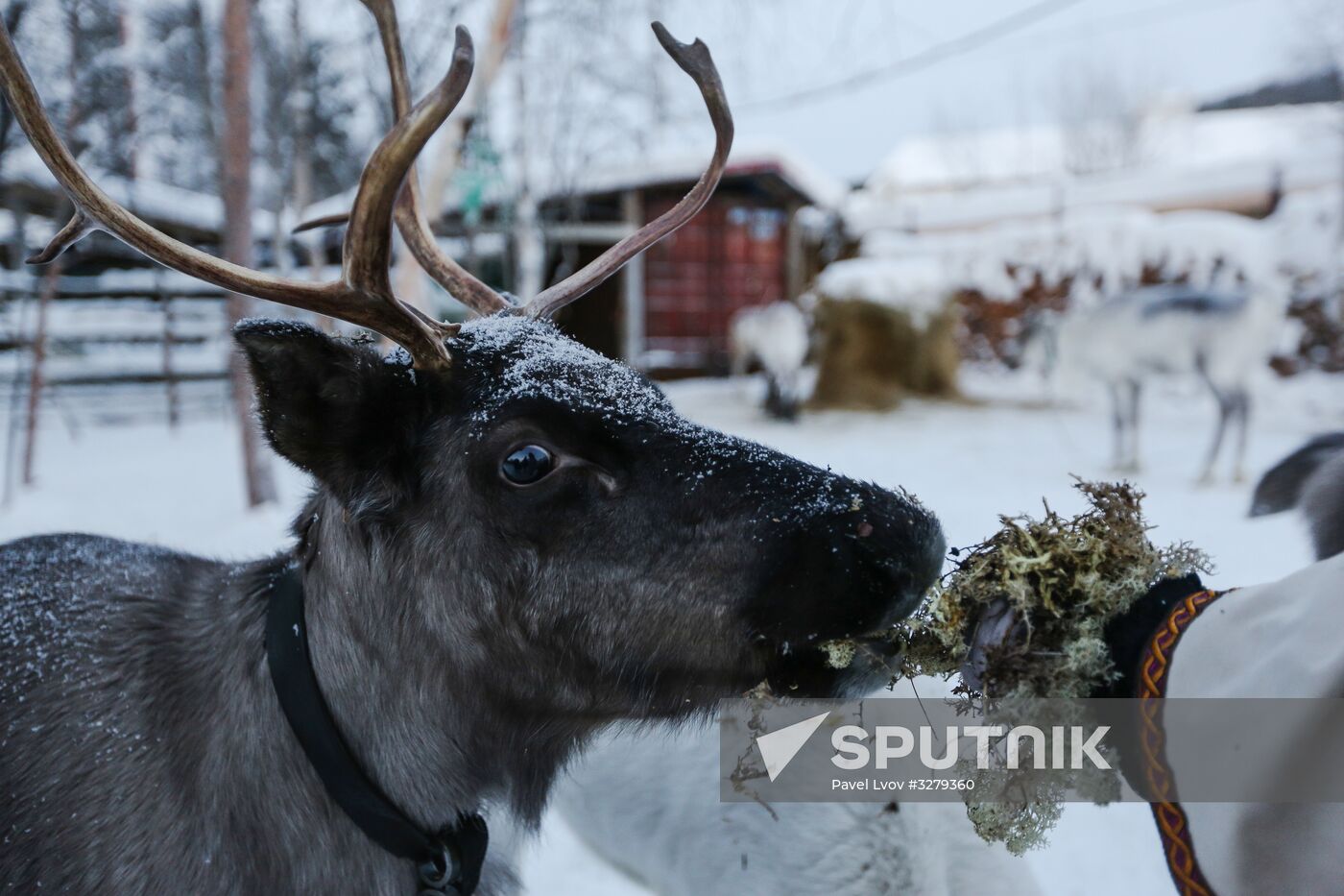 Chigar Saami community in Murmansk Region
