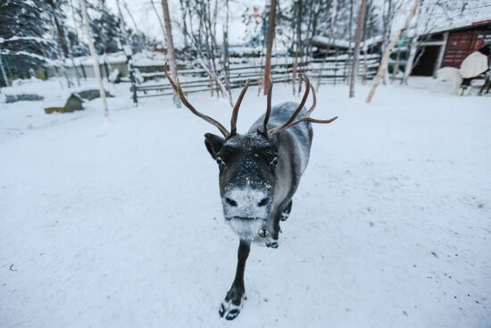 Chigar Saami community in Murmansk Region