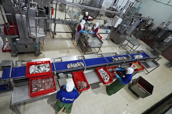 Korat fish processing complex in Kaliningrad Region