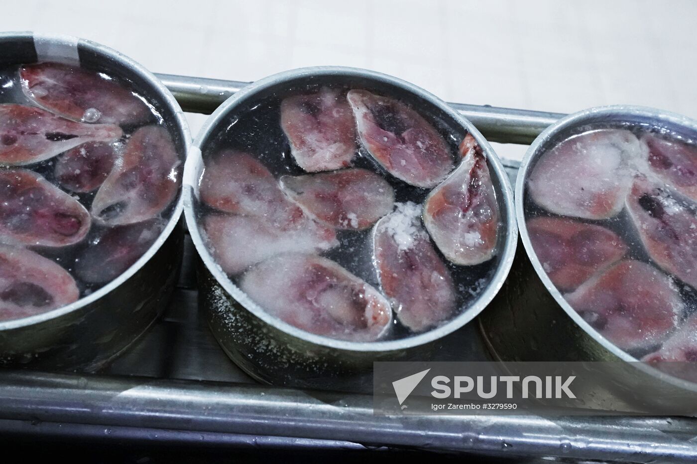 Korat fish processing complex in Kaliningrad Region