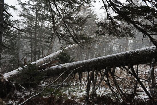 Kurils Nature Reserve