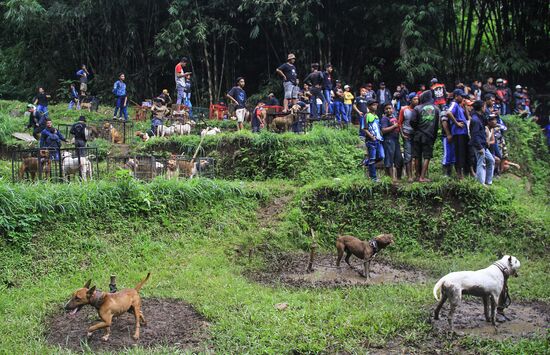 Adu Bagong tournament pits wild boars against dogs in Indonesia