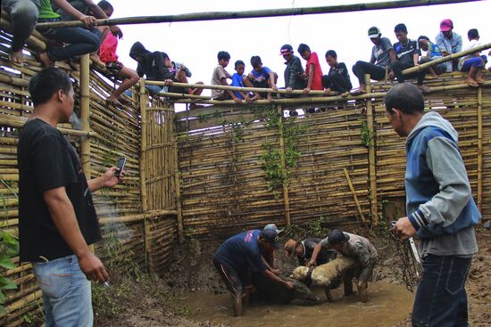 Adu Bagong tournament pits wild boars against dogs in Indonesia
