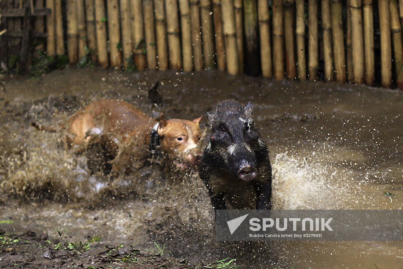 Bandung Adu Bagong tournament pits wild boars against dogs in Indonesia