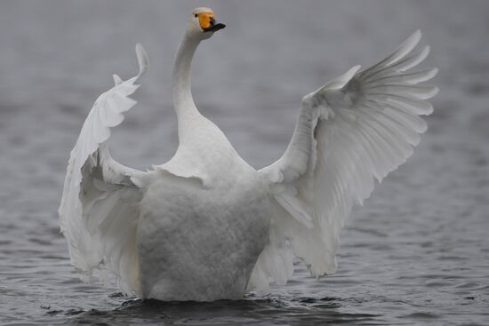 Lebediny State Nature Sanctuary