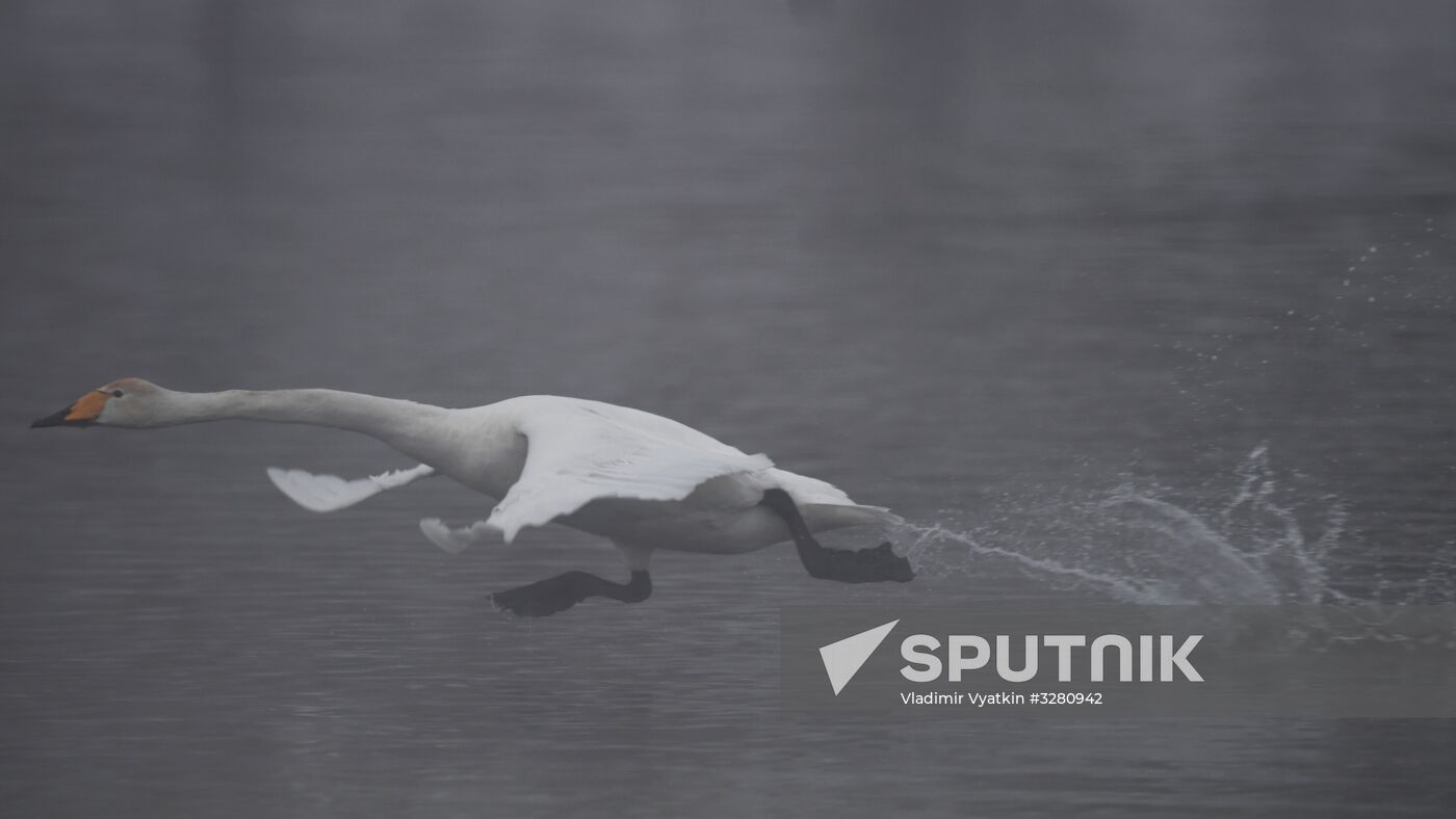 Lebediny State Nature Sanctuary