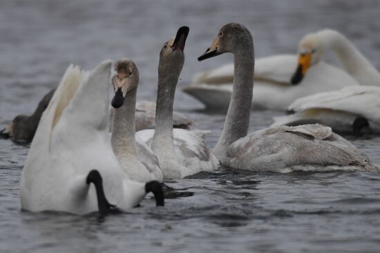 Lebediny State Nature Sanctuary