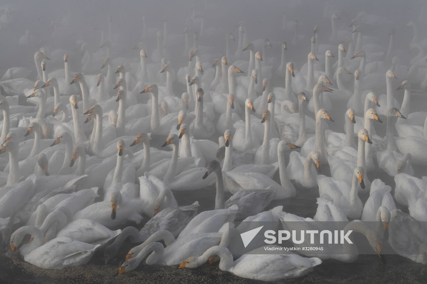 Lebediny State Nature Sanctuary