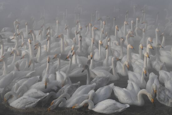 Lebediny State Nature Sanctuary