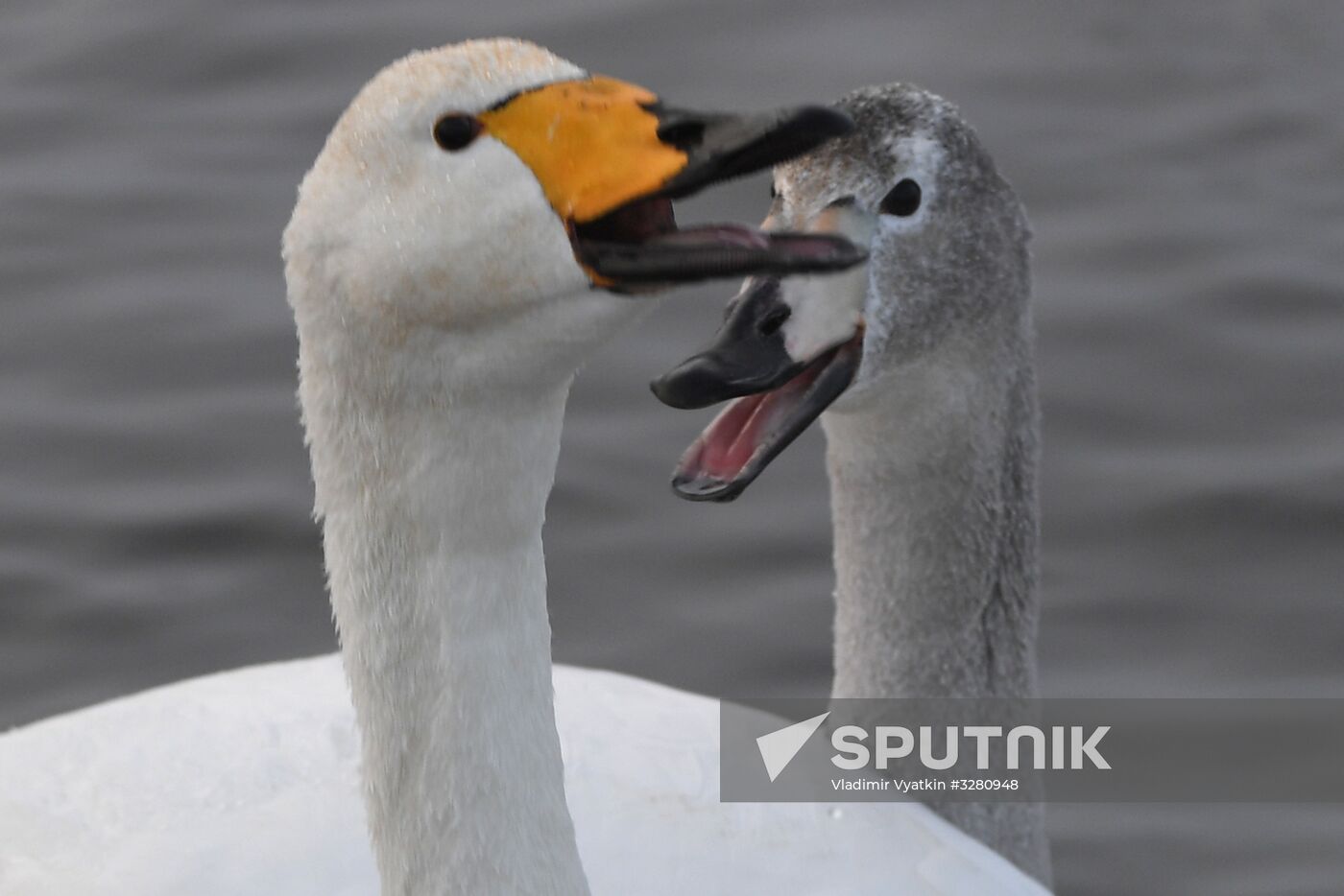 Lebediny State Nature Sanctuary