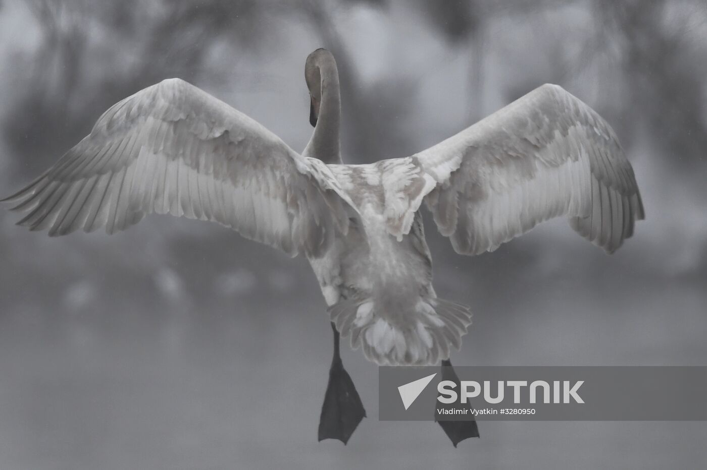 Lebediny State Nature Sanctuary