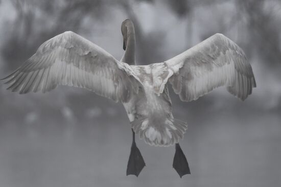 Lebediny State Nature Sanctuary