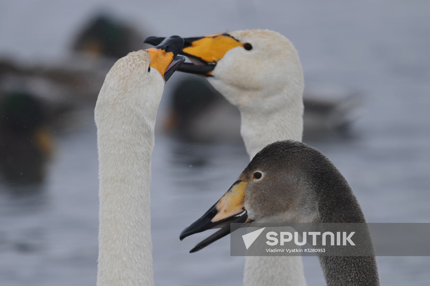 Lebediny State Nature Sanctuary