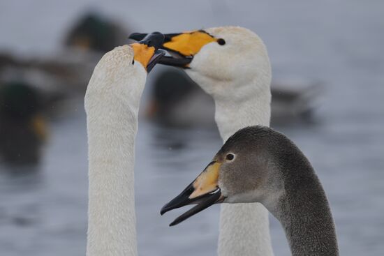 Lebediny State Nature Sanctuary