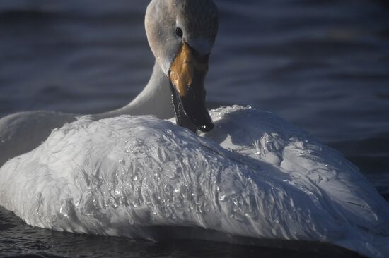 Lebediny State Nature Sanctuary