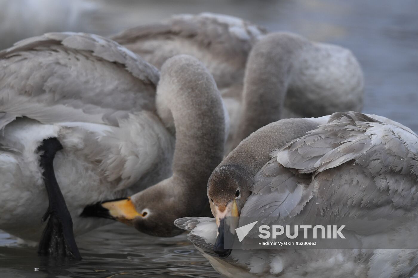 Lebediny State Nature Sanctuary