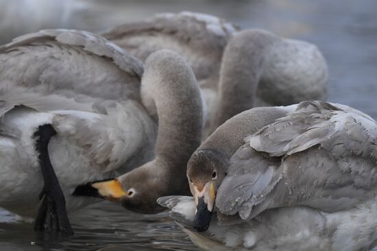 Lebediny State Nature Sanctuary