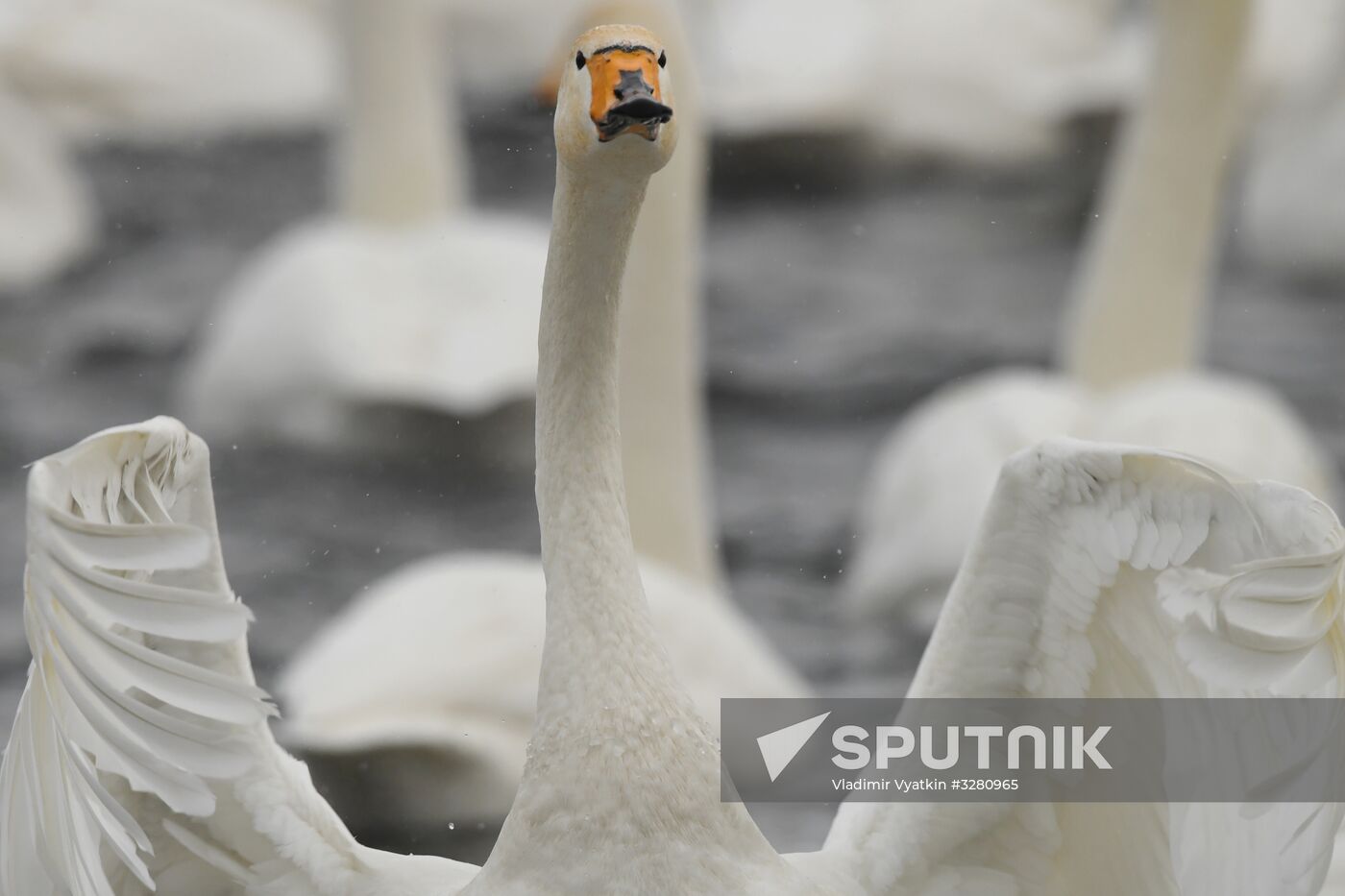 Lebediny State Nature Sanctuary