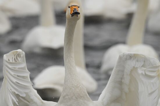 Lebediny State Nature Sanctuary