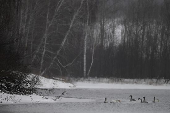 Lebediny State Nature Sanctuary