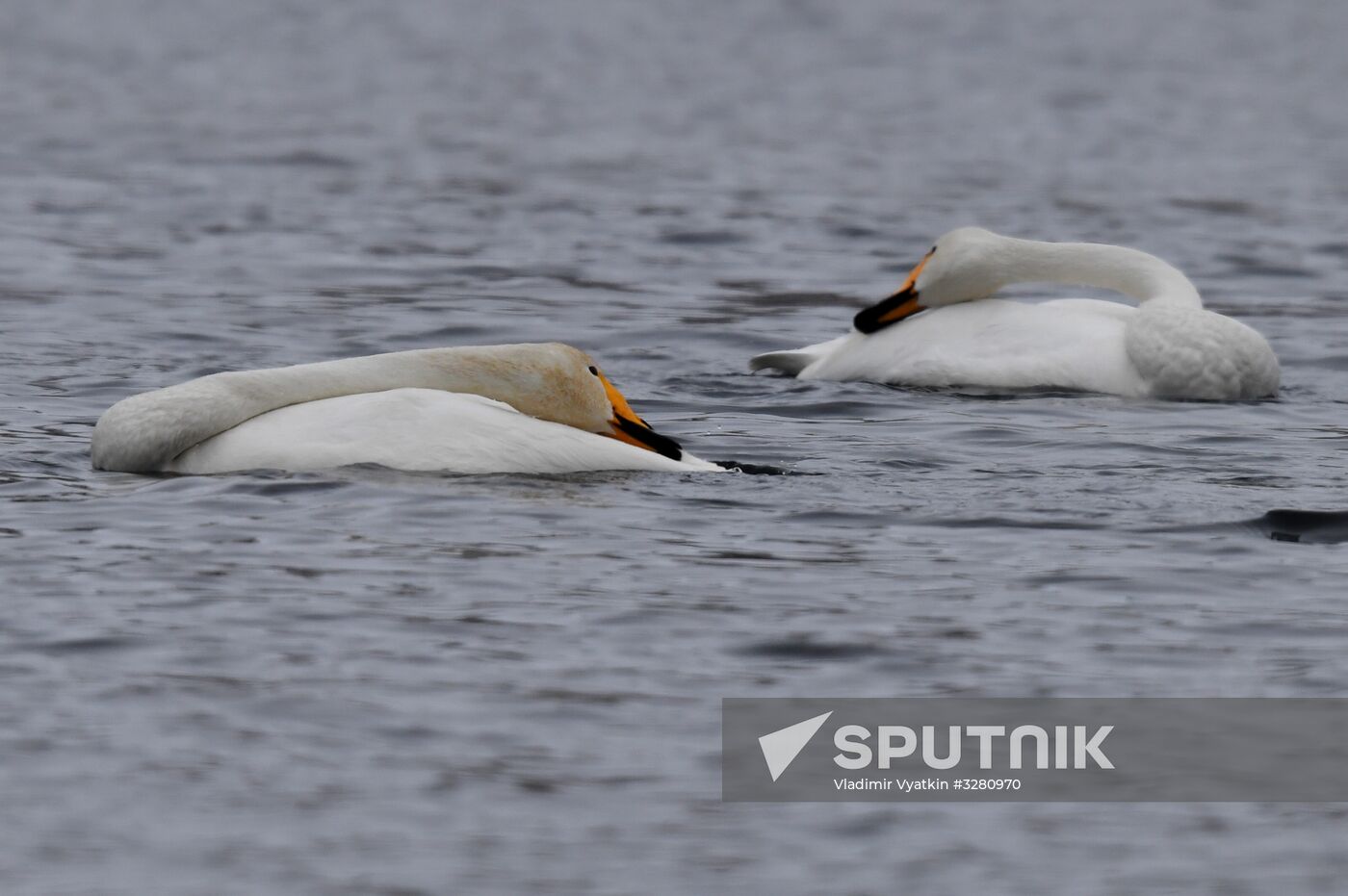 Lebediny State Nature Sanctuary