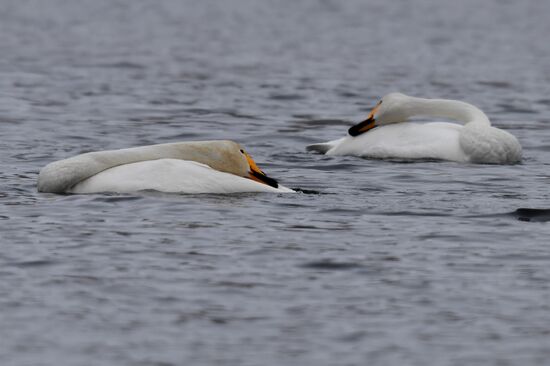 Lebediny State Nature Sanctuary