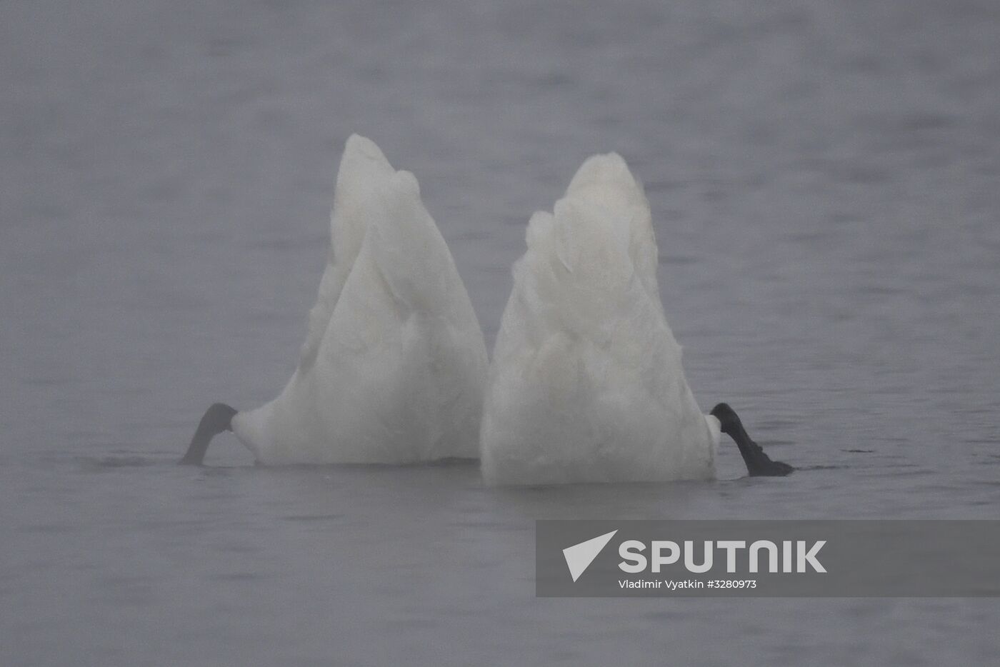 Lebediny State Nature Sanctuary