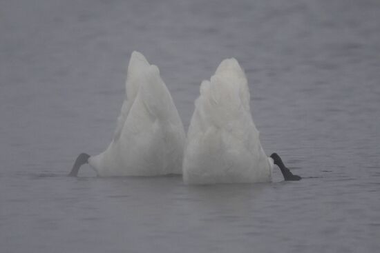 Lebediny State Nature Sanctuary