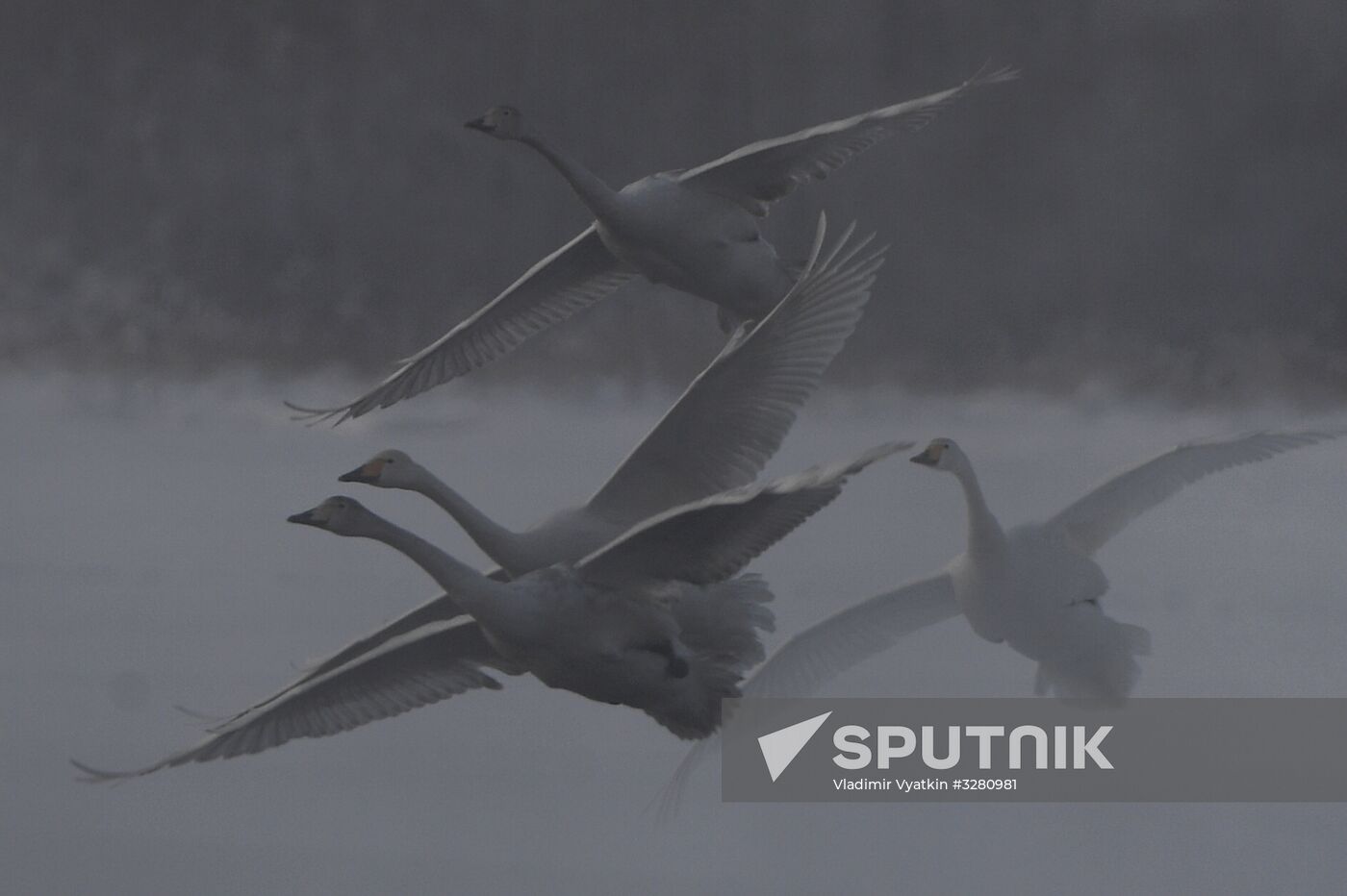 Lebediny State Nature Sanctuary