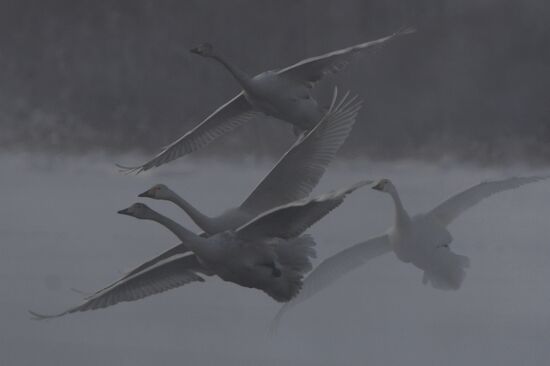 Lebediny State Nature Sanctuary