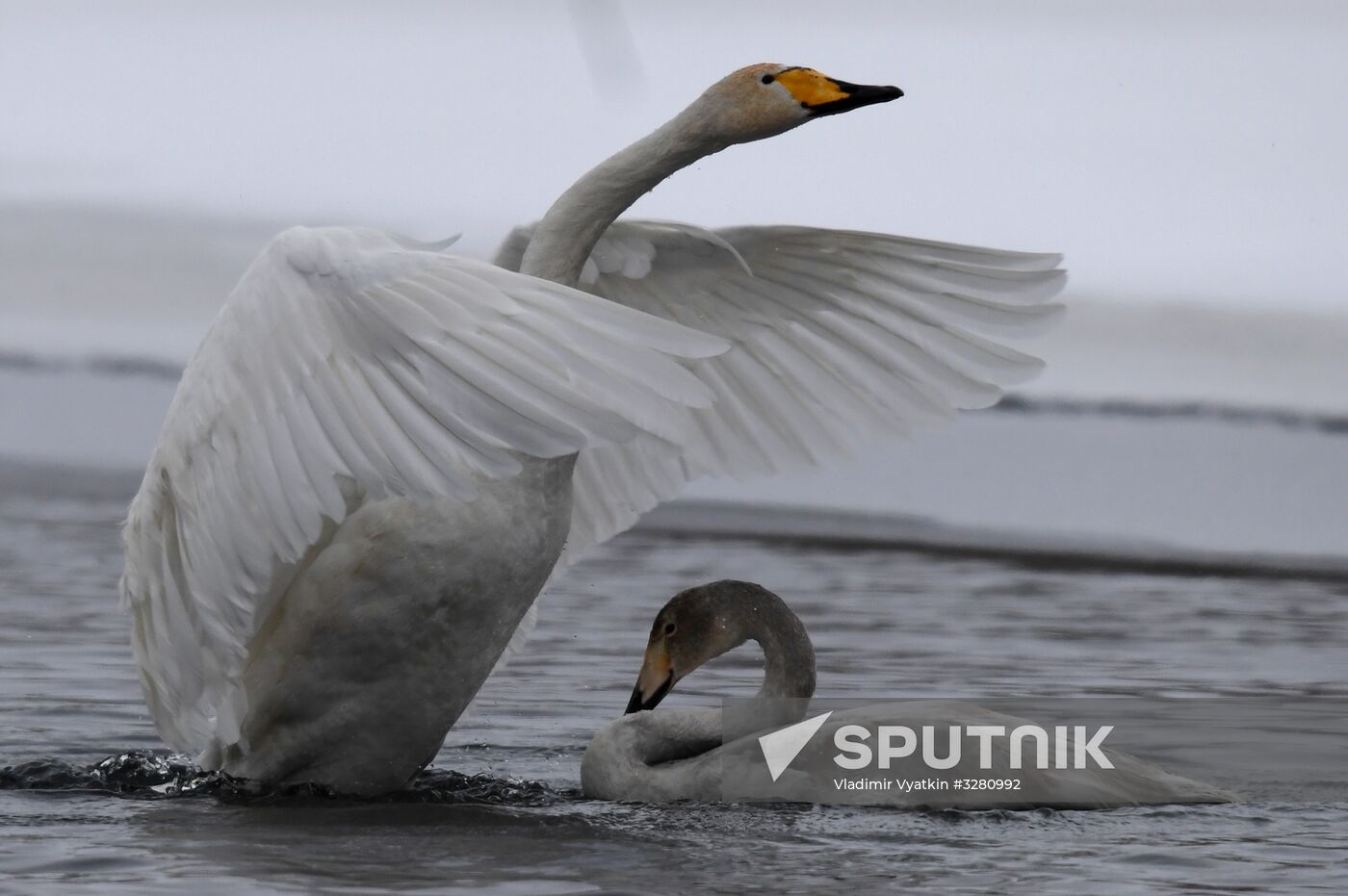 Lebediny State Nature Sanctuary