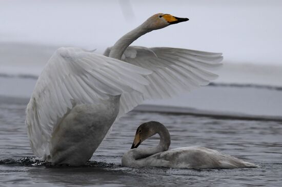 Lebediny State Nature Sanctuary