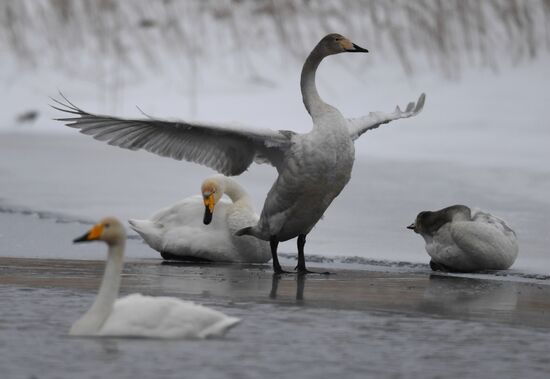 Lebediny State Nature Sanctuary