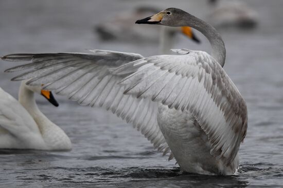 Lebediny State Nature Sanctuary