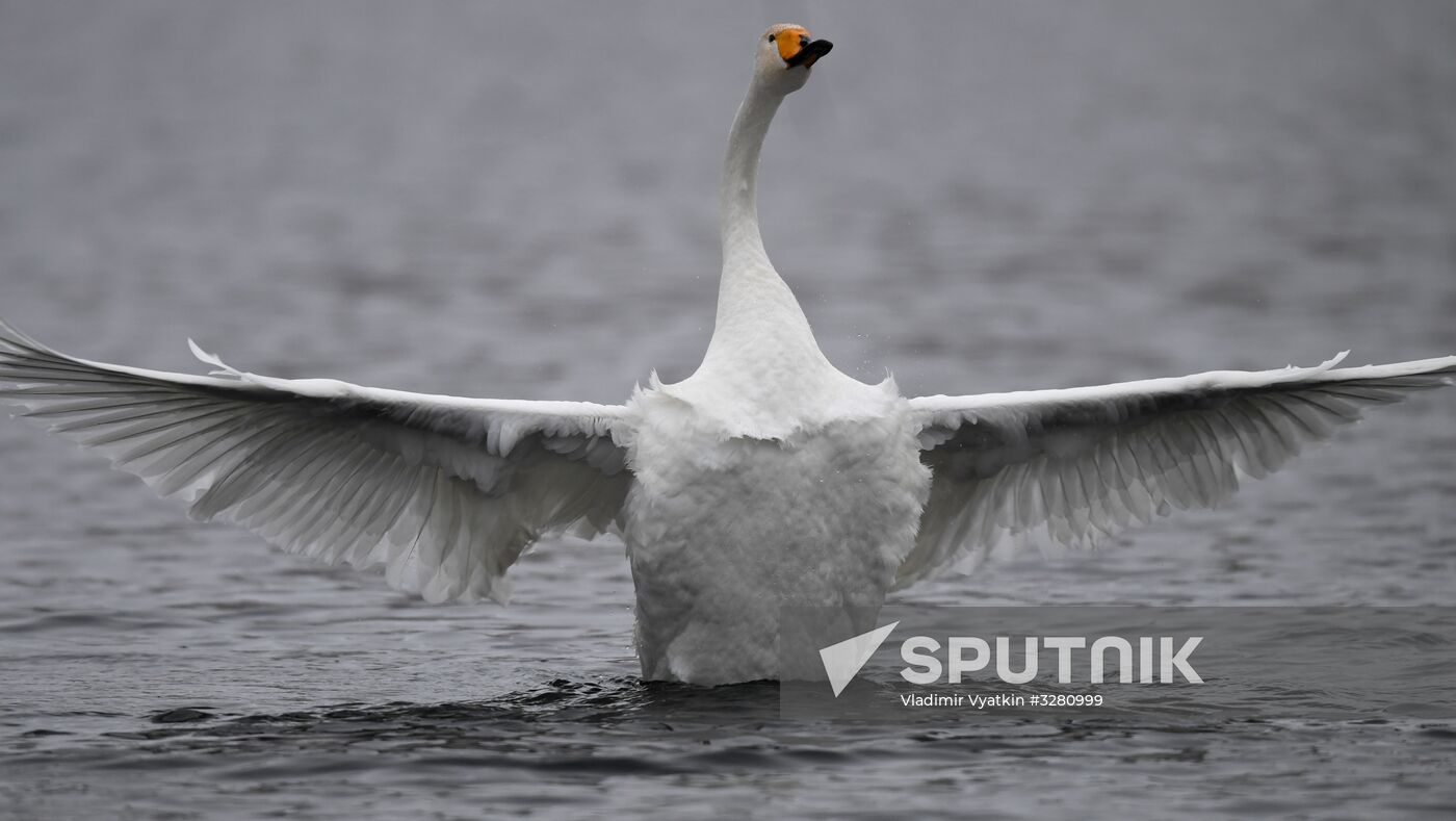 Lebediny State Nature Sanctuary