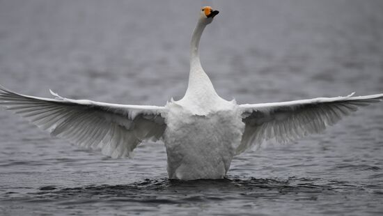 Lebediny State Nature Sanctuary