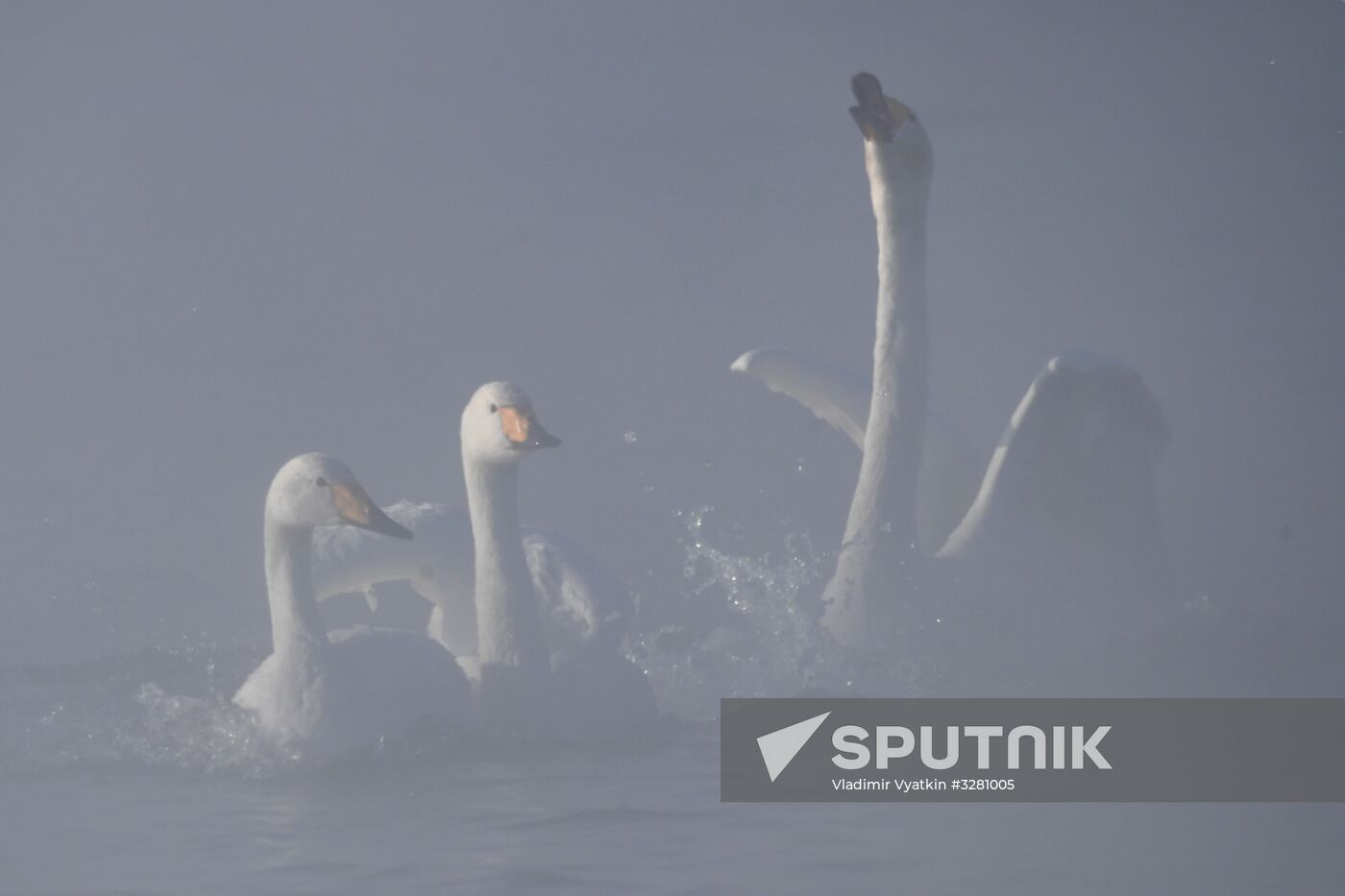 Lebediny State Nature Sanctuary