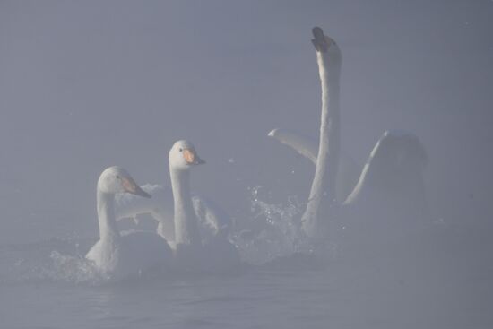 Lebediny State Nature Sanctuary