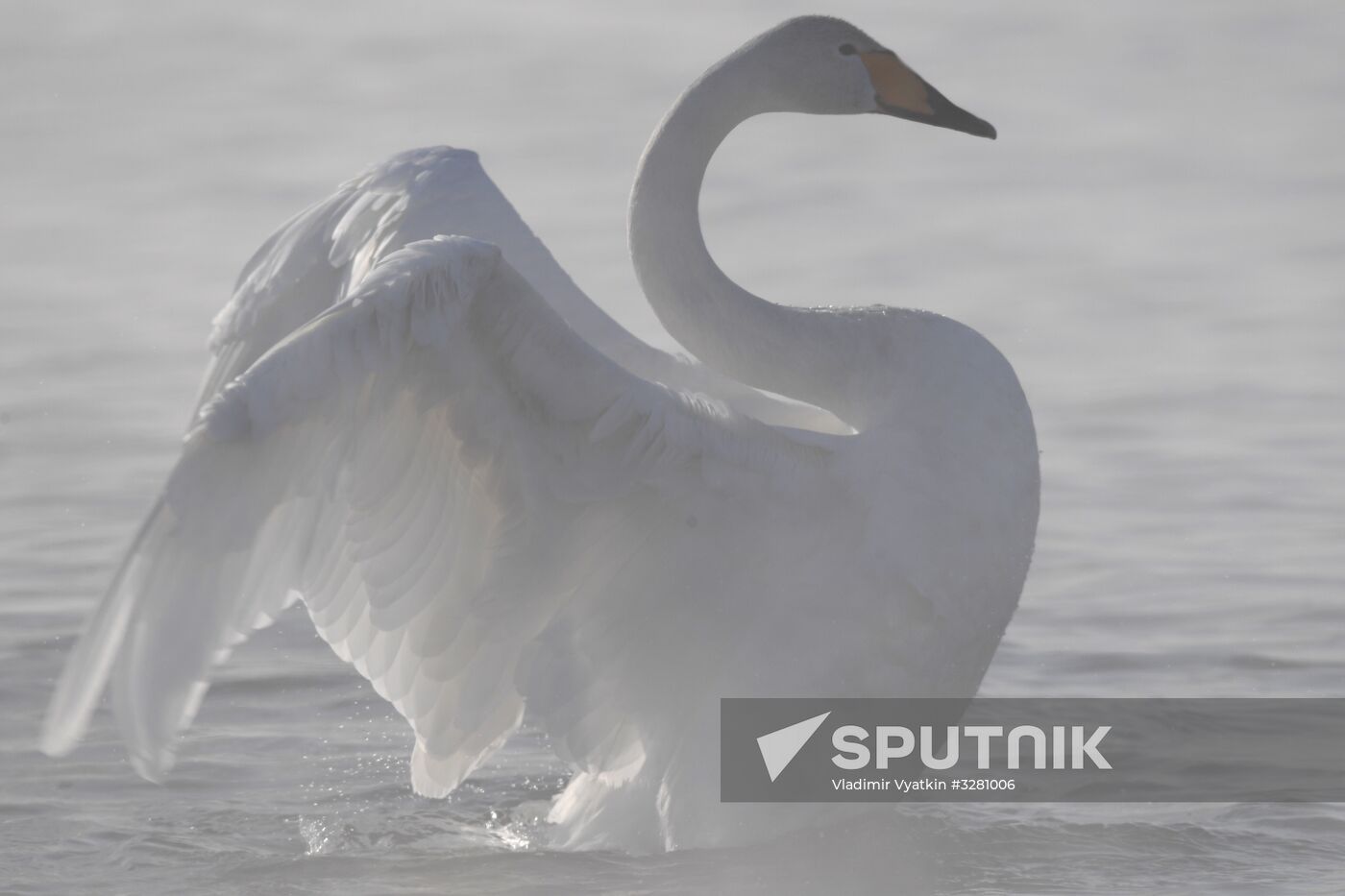 Lebediny State Nature Sanctuary